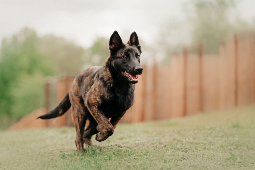 Caracter del pastor holandes