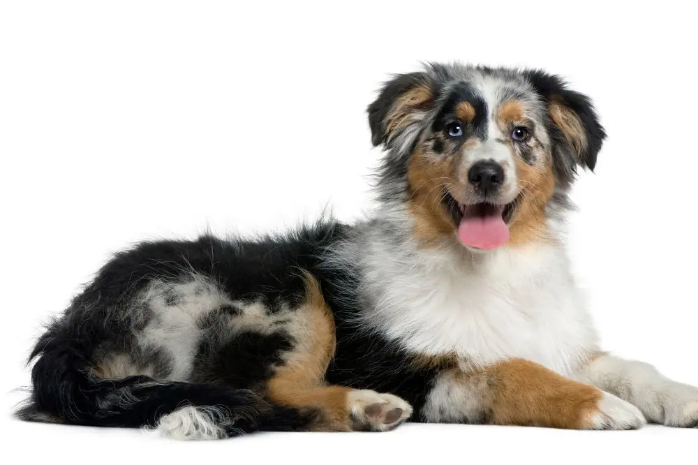 Caracter del pastor ovejero australiano