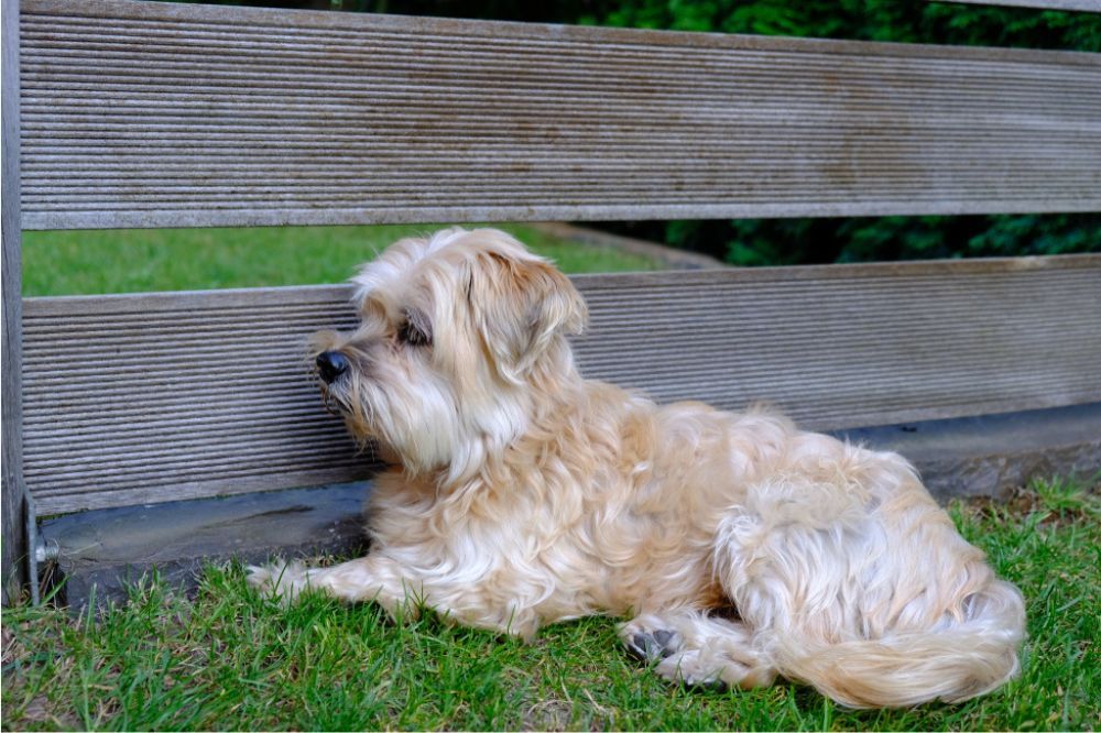 Caracter del pequeno perro leon