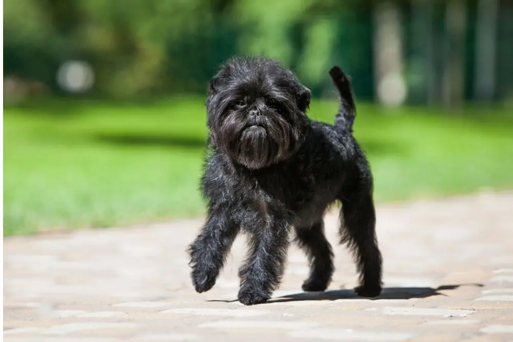 Caracter del perro Affenpinscher
