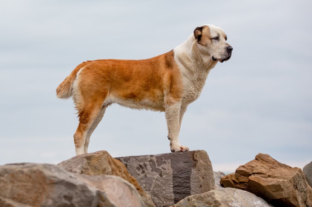 Caracter del perro alabai