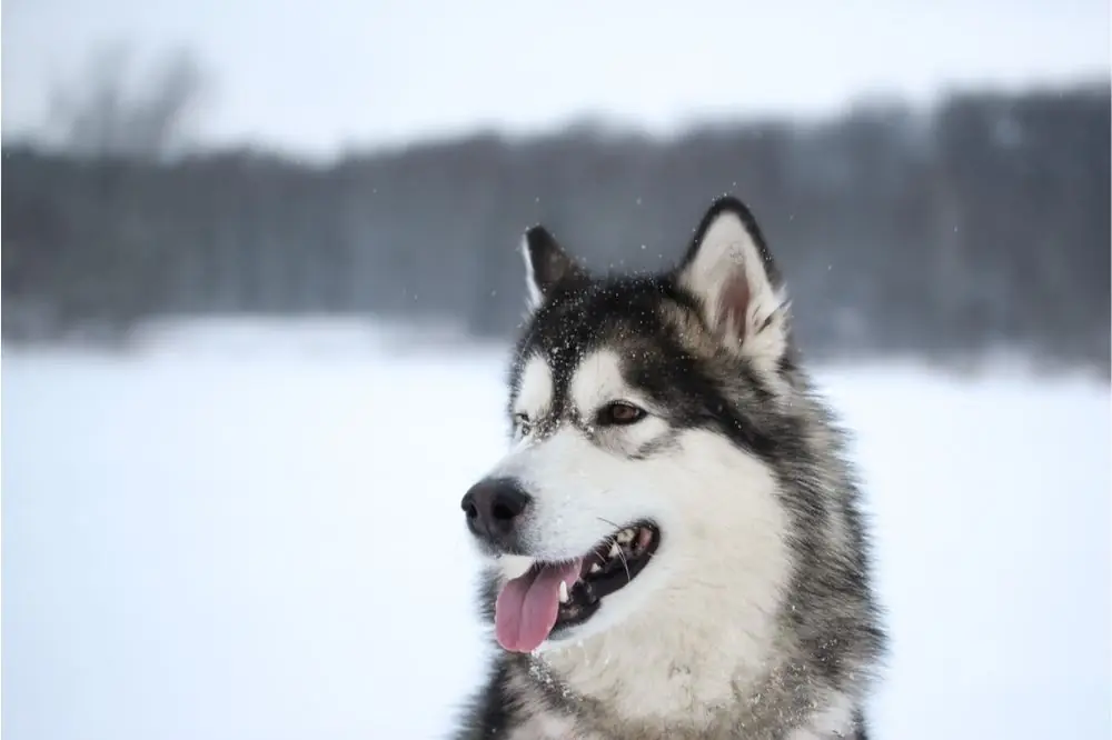 Caracter del perro malamute de Alaska