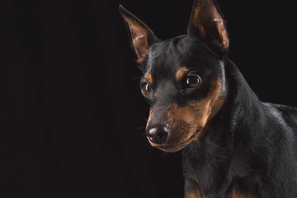 Caracter doberman pinscher