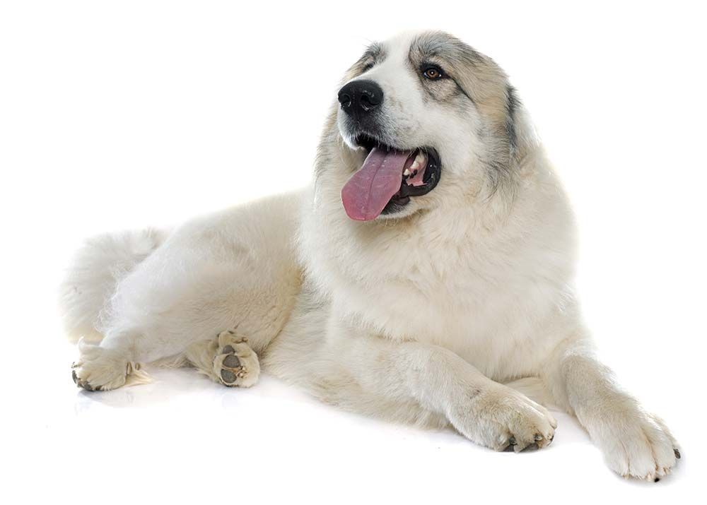 Caracter perro montana pirineos