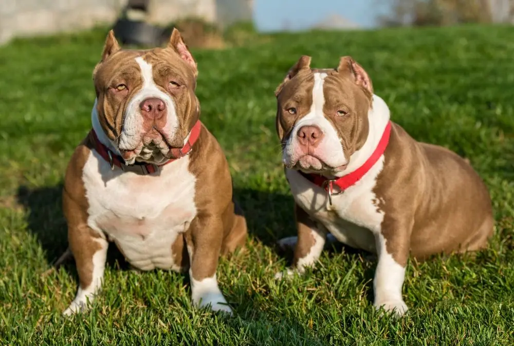 Two,Chocolate,Color,American,Bully,Dogs,Are,On,Nature