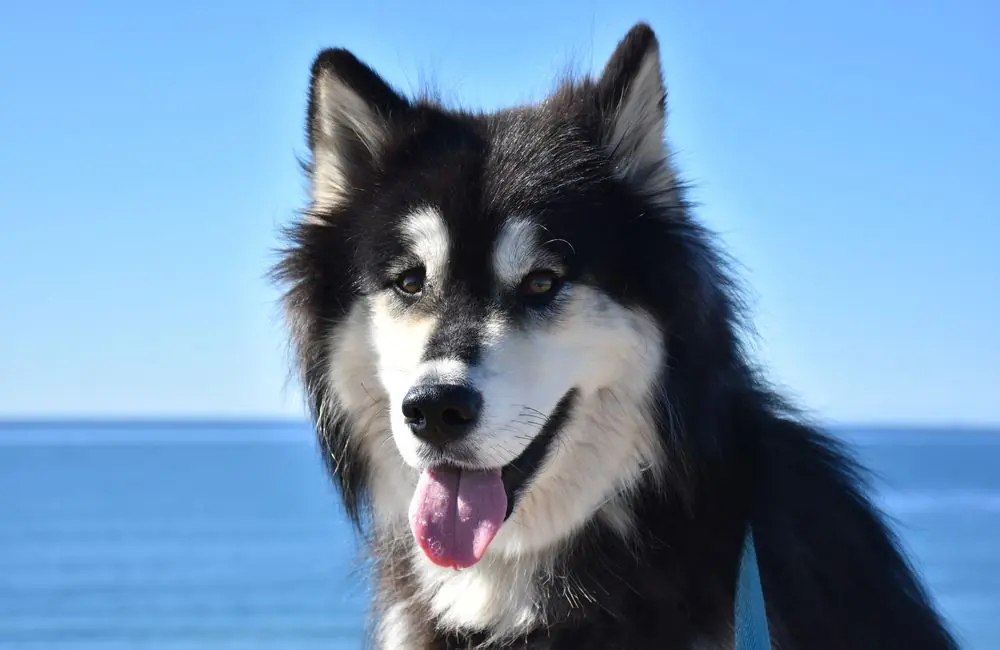 Gorgeous,Alusky,Dog,With,The,Ocean,In,The,Background