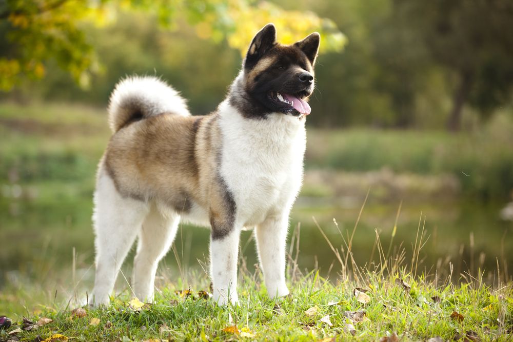 American,Akita