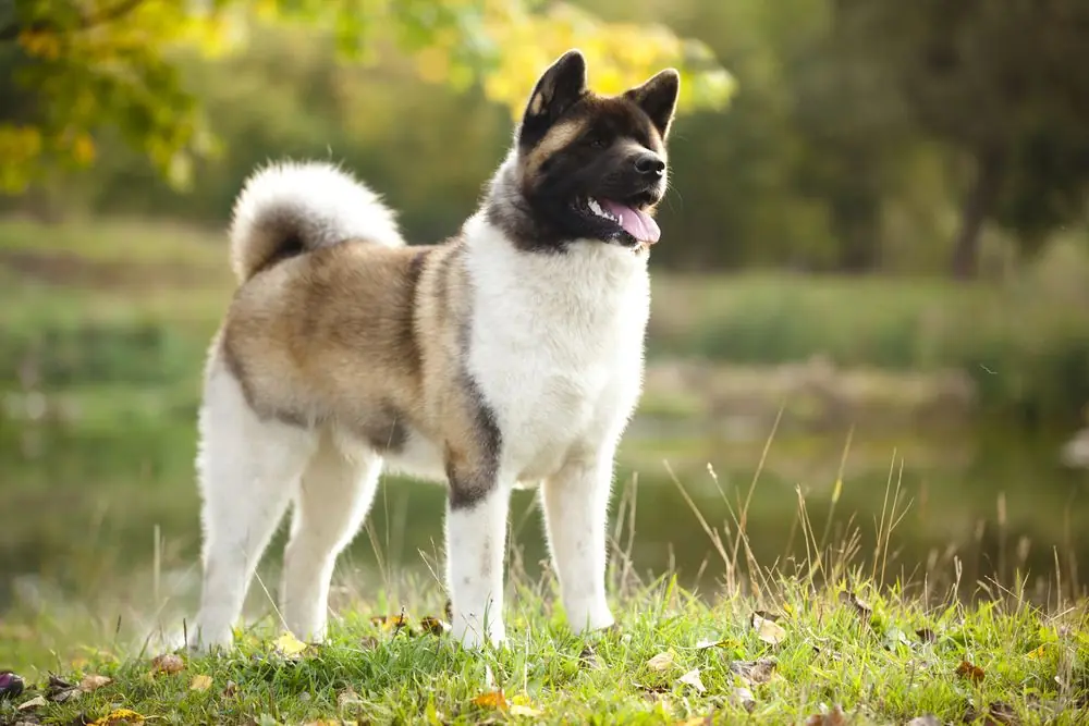 American,Akita
