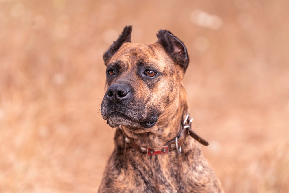 Portrait,Of,Spanish,Alano,Dog,Posing,In,The,Field ,Prey