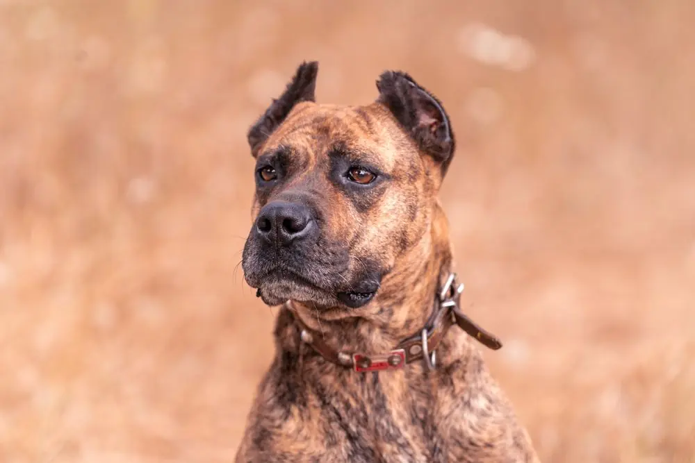 Portrait,Of,Spanish,Alano,Dog,Posing,In,The,Field ,Prey