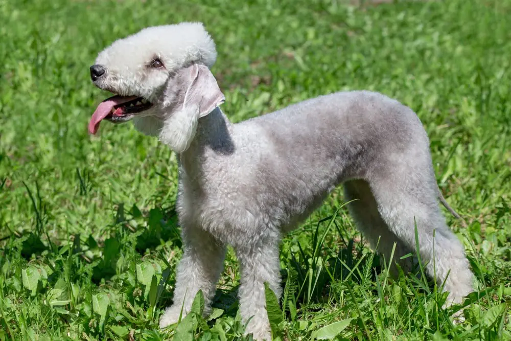 Cute,Bedlington,Terrier,Puppy,Is,Standing,On,A,Green,Grass