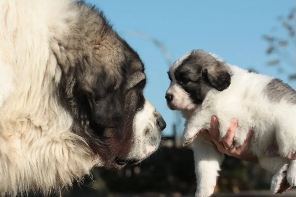 Caractere et temperament du chien