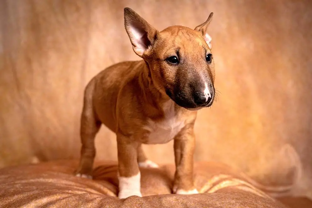 Caracteristicas Bull terrier ingles miniatura