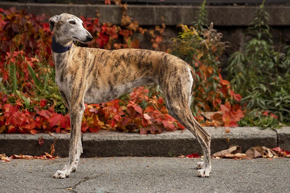 Caracteristicas Greyhound Galgo Ingles