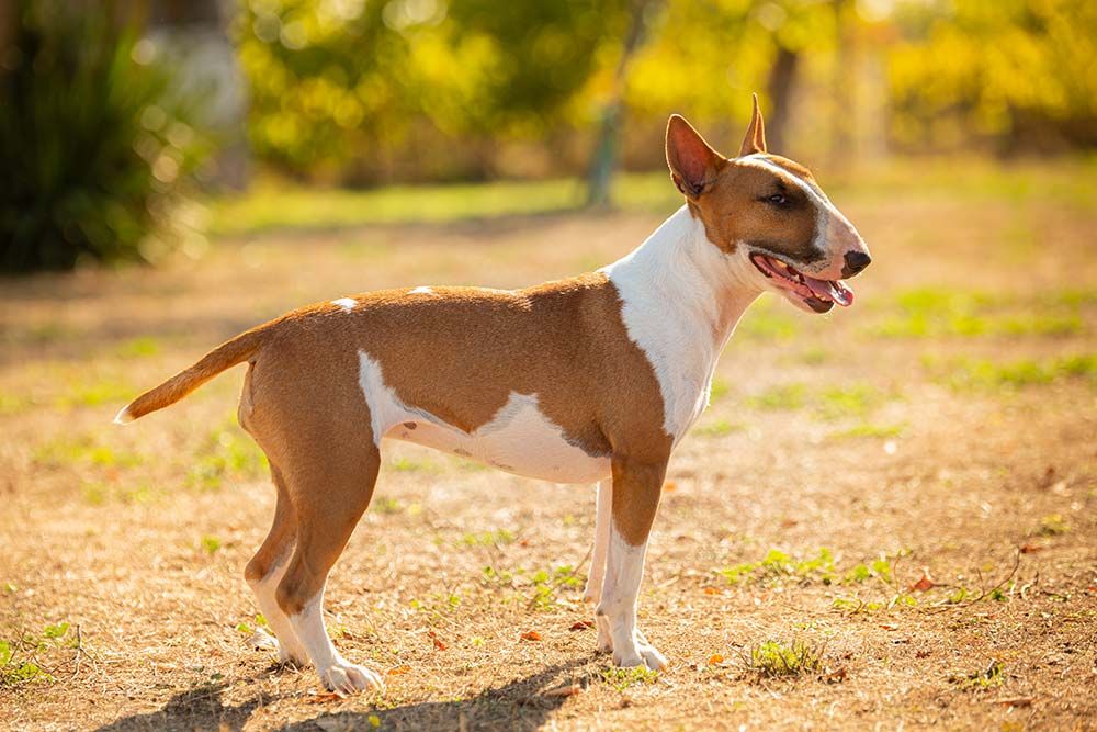 Caracteristicas bull terrier ingles