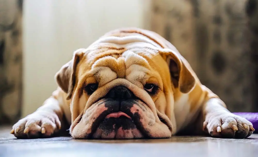 Caracteristicas bulldog ingles