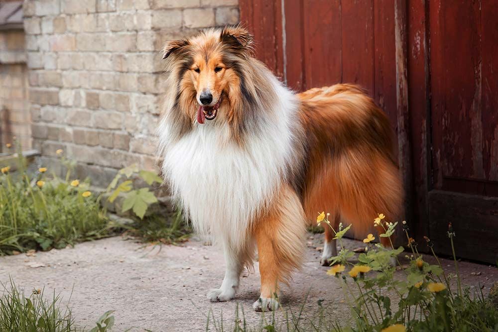 Caracteristicas collie pelo largo