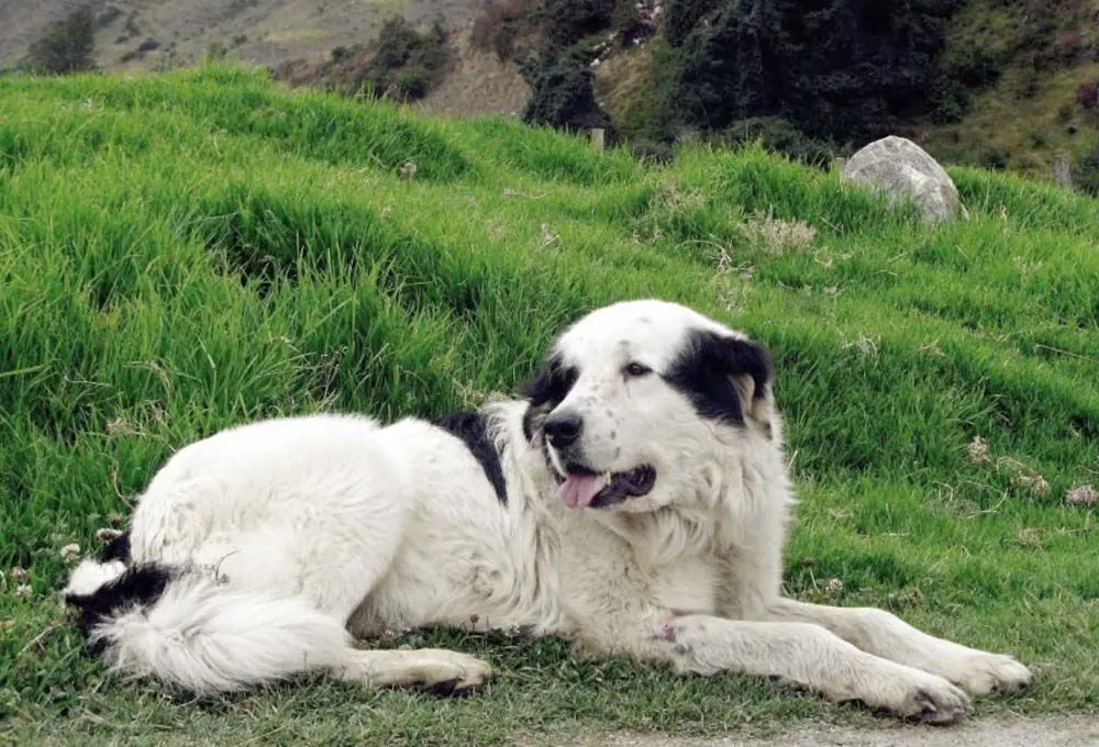 Caracteristicas del Mucuchies