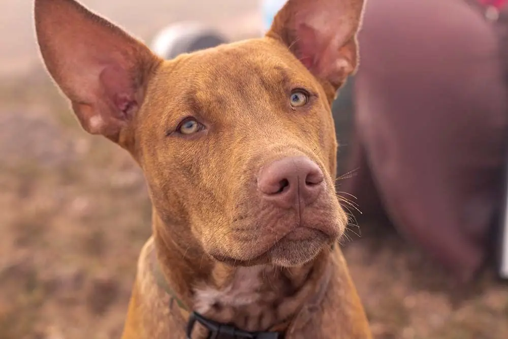 Caracteristicas del Perro del faraon