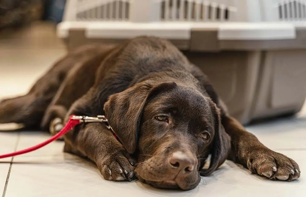 Cause del cancro alla gola nei cani