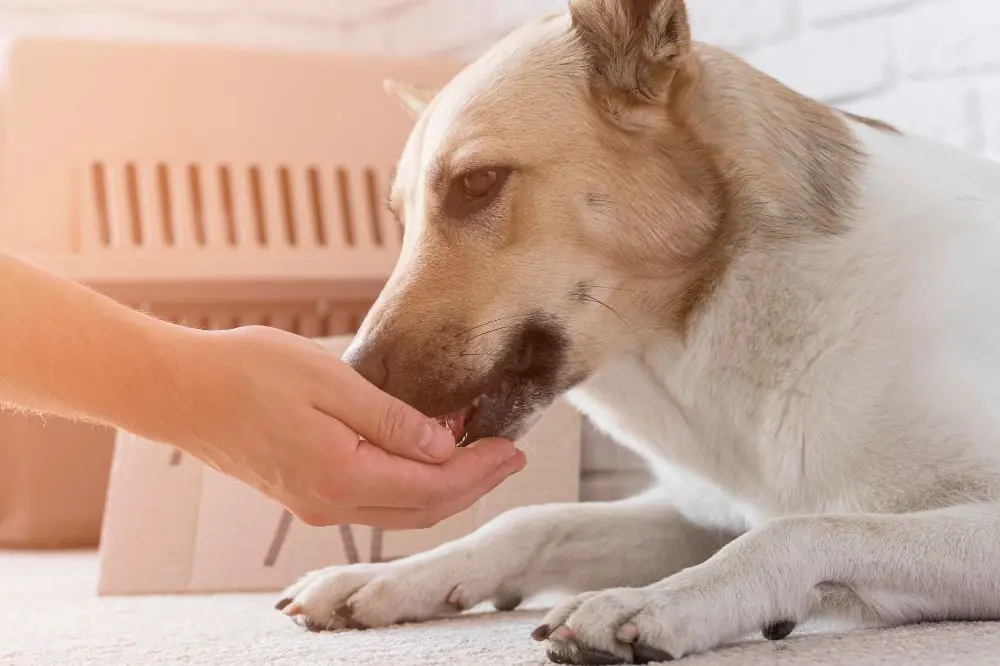 Cause di gastrite canina