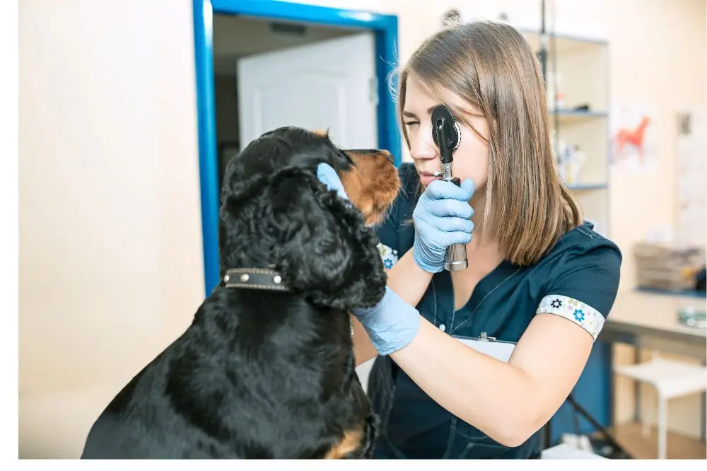 Causes de la maladie de la cornee chez les chiens