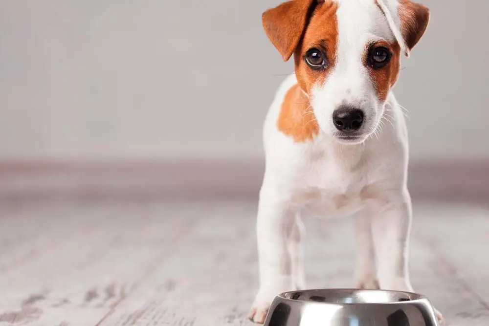 Changer le goût des croquettes de votre chien : à quelle fréquence est-ce nécessaire ?