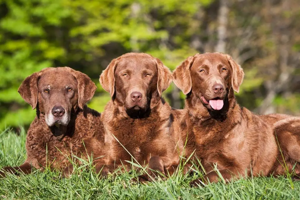 Chesapeake bay retriever o retriever de la bahía de Chesapeake: características, cuidados, alimentación y carácter