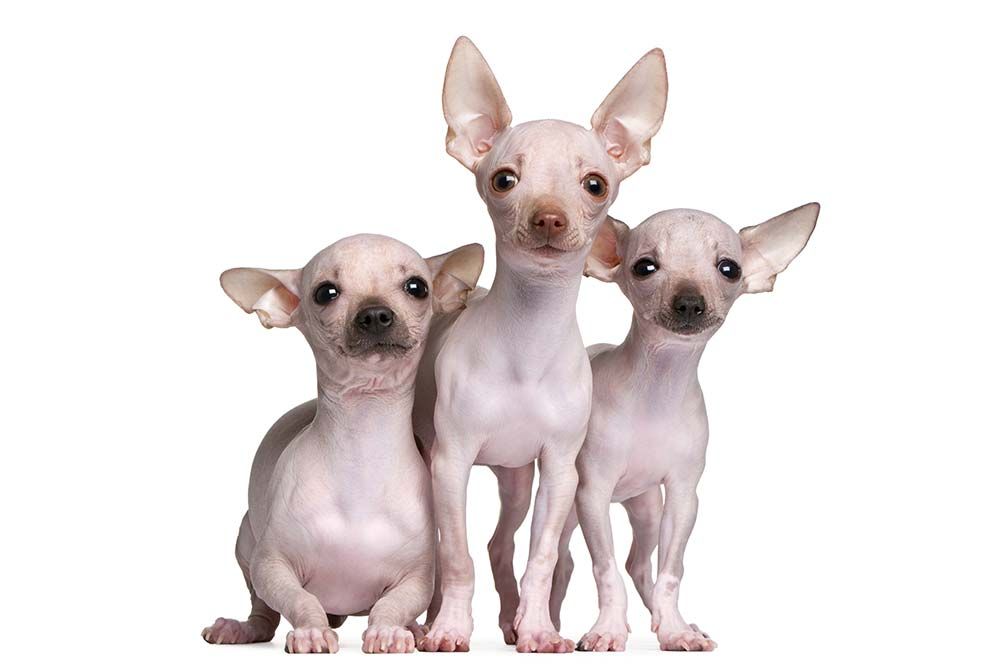 Chihuahia senza capelli