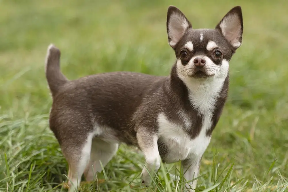 Chihuahua. Caractéristiques, caractère et soins