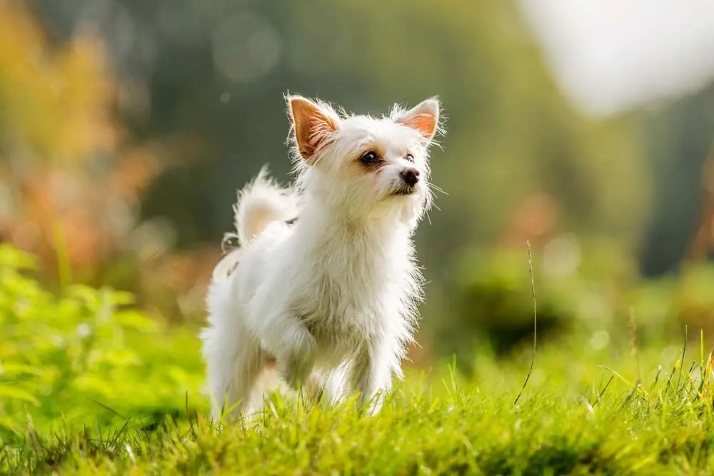 Chorkie. Características, Cuidados y Carácter