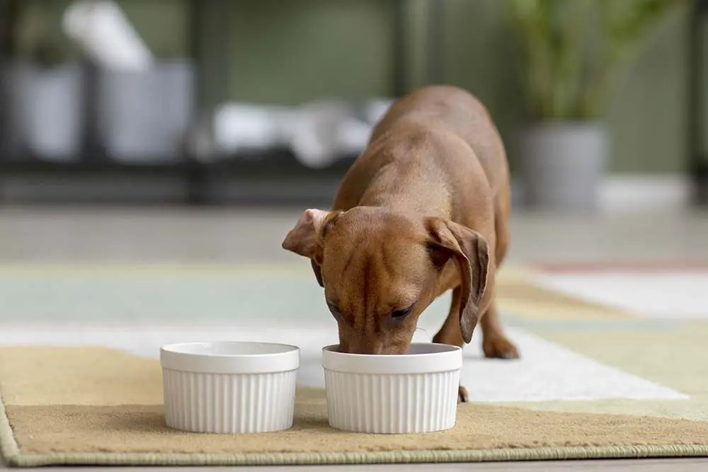 Cibo per cani diabetici: come prepararlo in casa