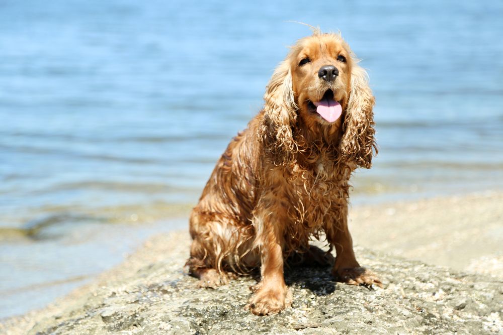 Perro Cocker Spaniel disfrutando en la playa.