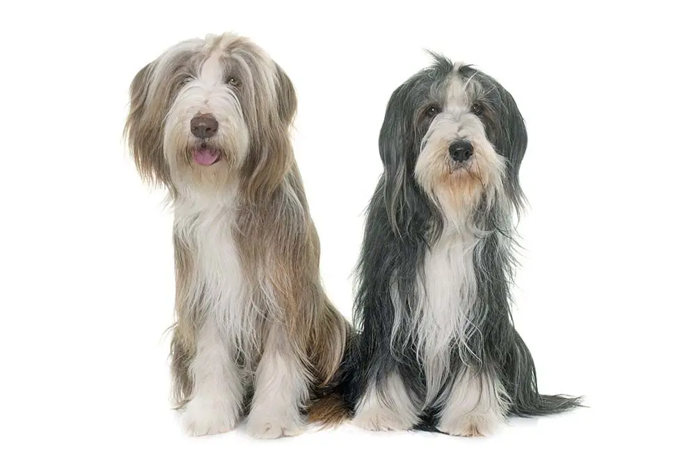 Collie Barbudo o Bearded Collie: Características, Cuidados y Carácter