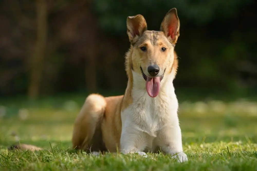 Collie de pelo corto o collie smooth: Características, cuidados y carácter
