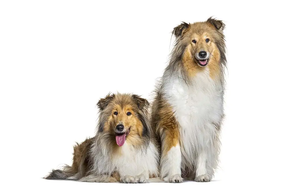 Collie de pelo largo. Características, Cuidados y Carácter