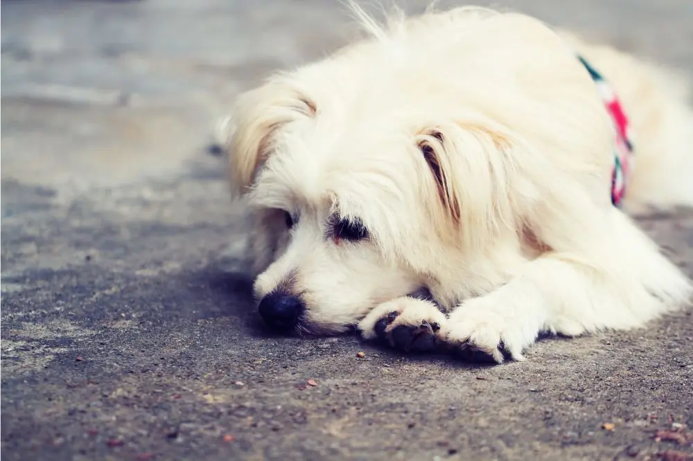 Come nutrire il tuo cane per prevenire la malassezia