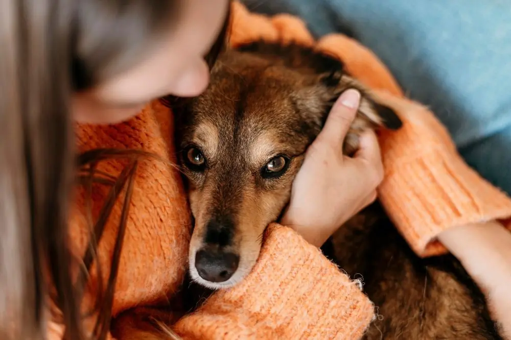 Come Proteggere il tuo Cane dal Freddo: 8 Consigli Importanti