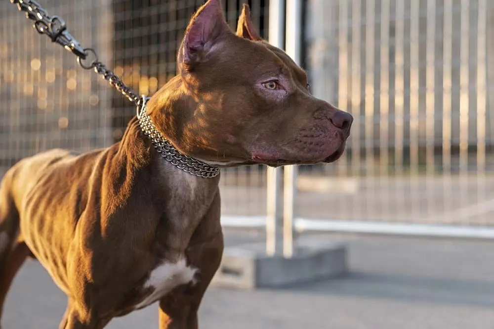 Come scegliere il cane da guardia giusto per te