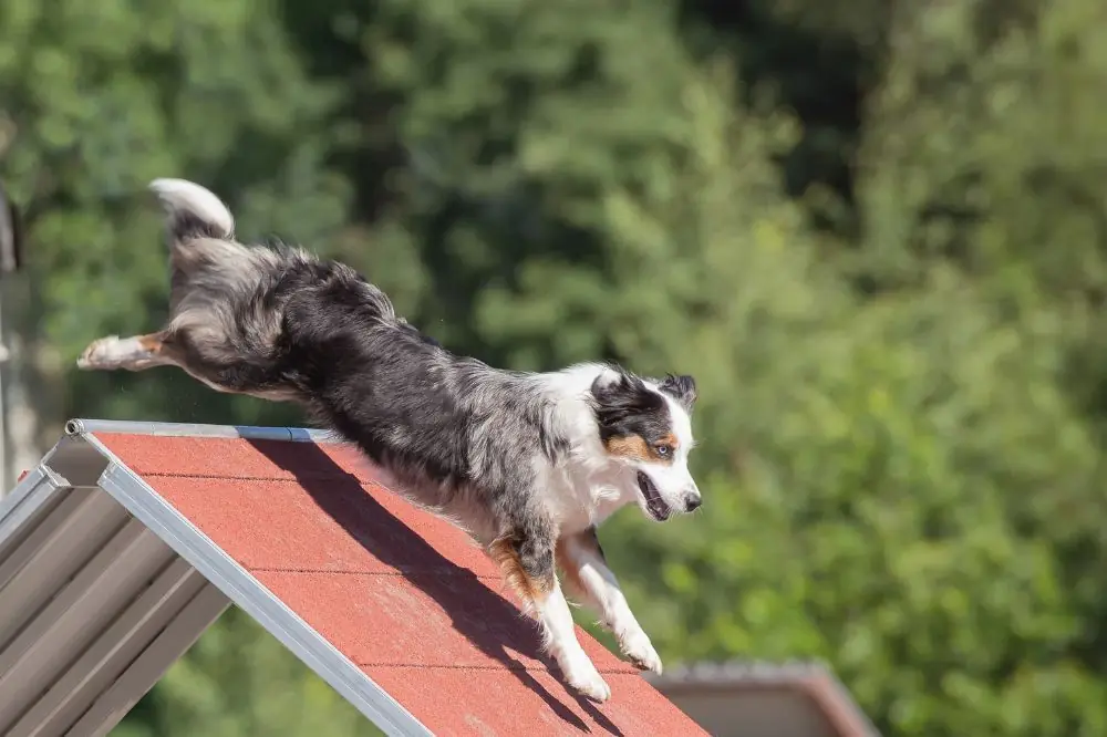 Come addestrare un cane: 10 consigli per una relazione felice