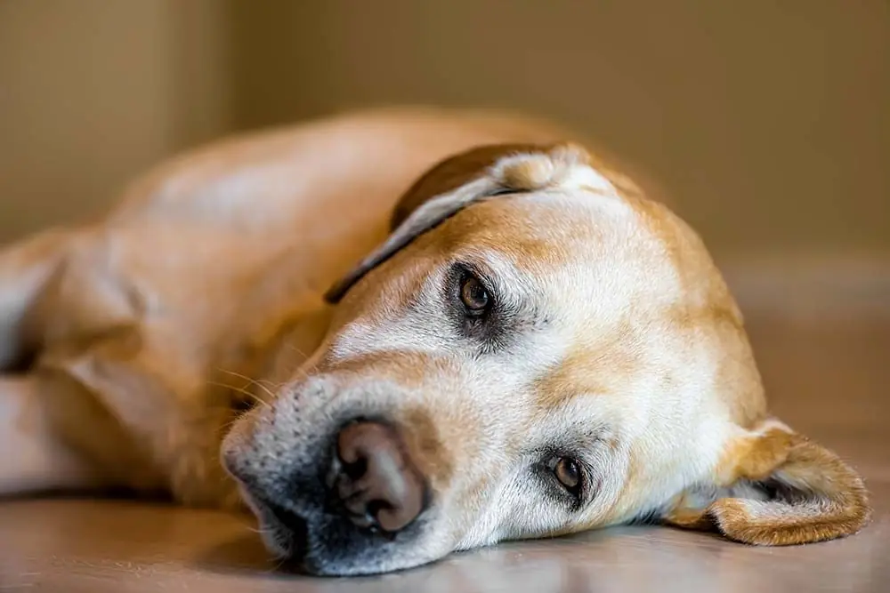 Come curare un tumore alla prostata nel tuo cane: tutti i consigli degli esperti