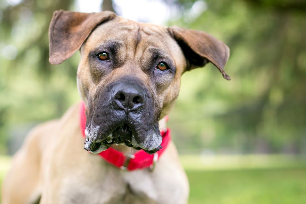 Come e il recupero per il cane