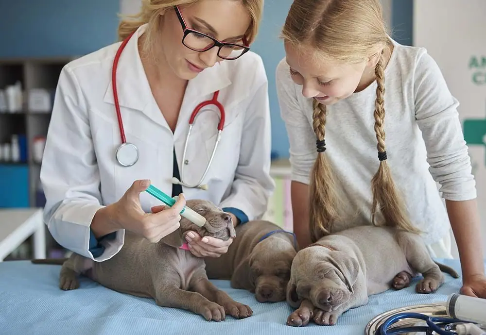 Come prevenire il parvovirus