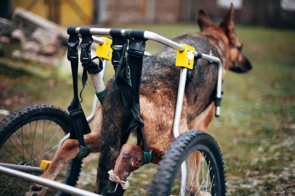 Come sapere che il tuo pastore tedesco ha problemi alle zampe posteriori