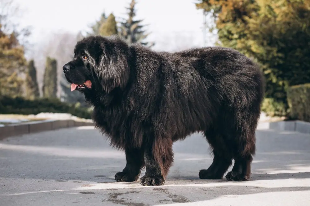 Come scegliere il miglior cane gigante