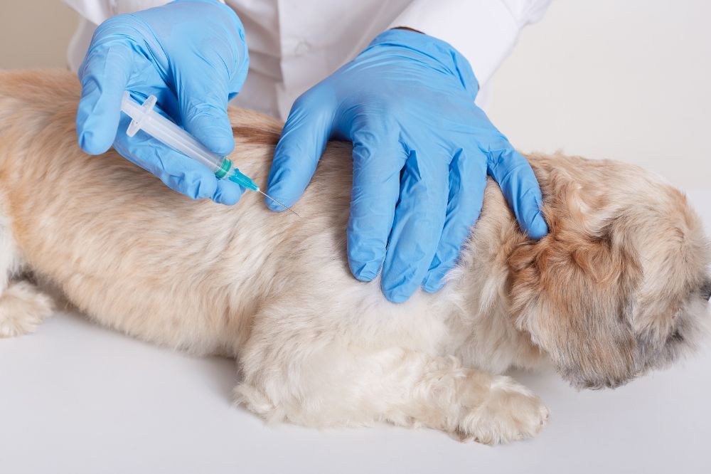 Comment choisir la meilleure assurance medicale pour votre chien