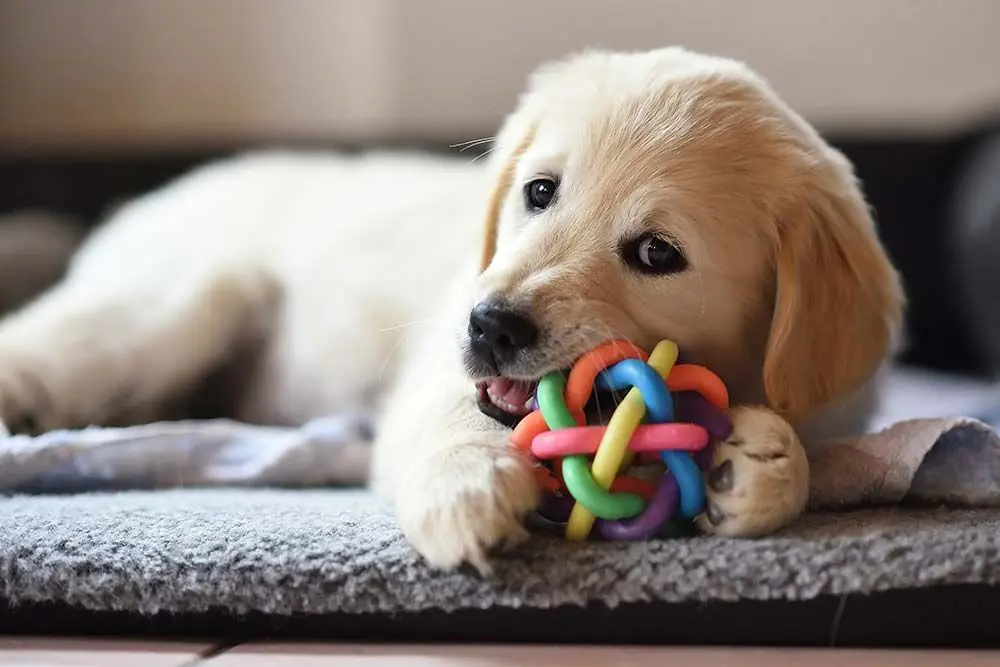 Comment choisir le meilleur jouet pour votre chien