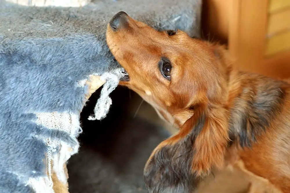 Comment empêcher votre chien de mâcher vos meubles