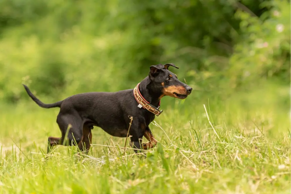 Comment est lentrainement pour cette race