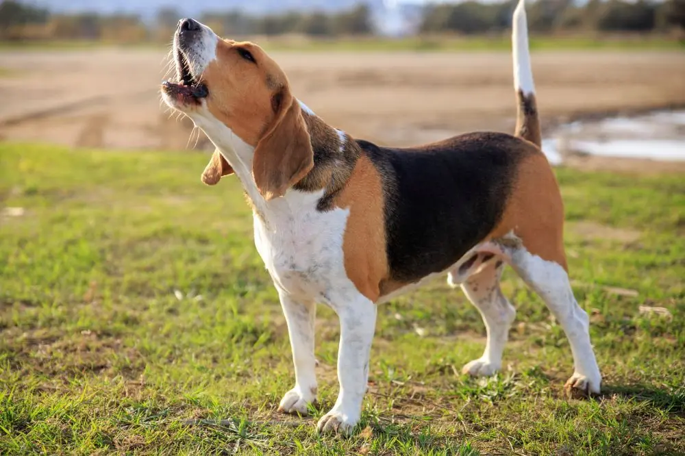 Comment éviter que votre chien ait peur des feux d'artifice ?